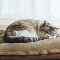 猫の年齢は人間で何歳?