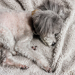 老犬にやさしいベッドの選び方とポイント