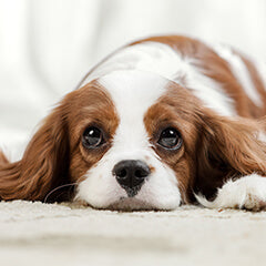 2025年みんなが選んだ犬の名前