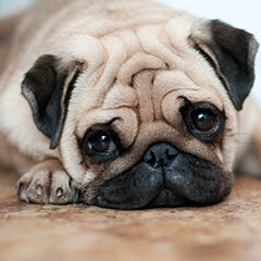 犬の年齢は人間で何歳?