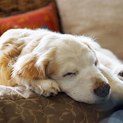 老犬のベッド、何が正解?