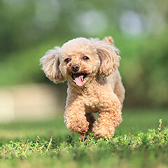 犬が同じ場所を回る行動の理由