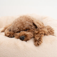 犬のベッド、失敗しない選び方