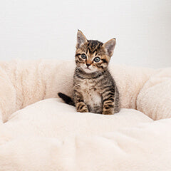 猫が急に拒否行動をする理由とは?原因と接し方を解説