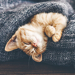 猫用ベッドの正しい選び方