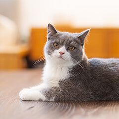 2025年みんなが選んだ猫の名前