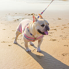 犬が歩かない…対処法は?