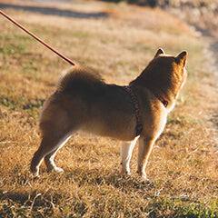 冬の犬の散歩で気をつけたいこと