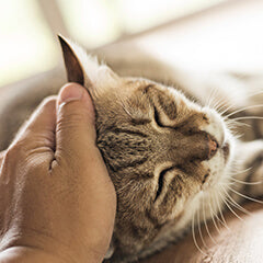 シニア猫が遊ばなくなる原因と対策