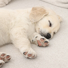 犬の快眠環境の作り方