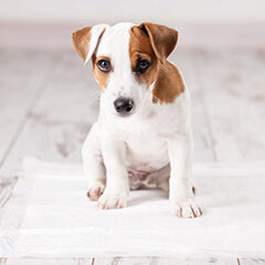 犬のトイレ、どう教える?