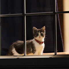 猫が夜に元気になるのはなぜ?