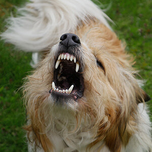 吠え癖のしつけ方法は?