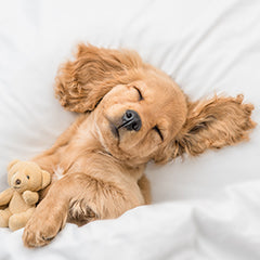 ペットの睡眠の重要性