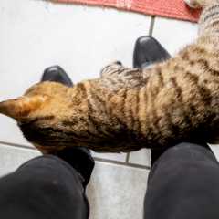 猫アレルギーかも？主な症状と対策