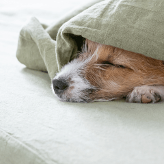 犬が快適に眠れる夏の暑さ対策｜室温と寝床の整え方