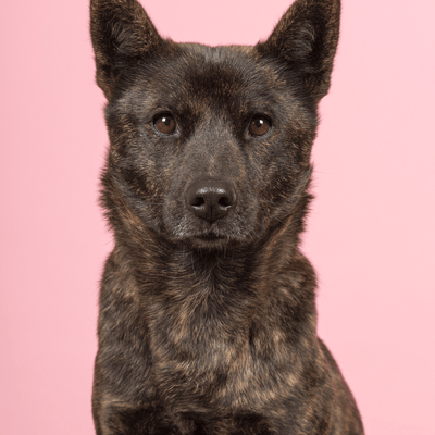 甲斐犬の魅力とは？虎毛の特徴・歴史・性格を解説