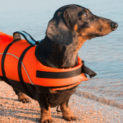 犬のライフジャケットは必要？選び方と安全な使い方