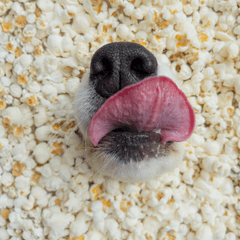犬にとうもろこしは大丈夫？量と注意点