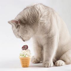 猫にアイスは大丈夫？与える際の危険性と注意点を解説