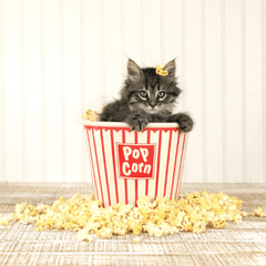 猫にとうもろこしは大丈夫？安全な量と注意点