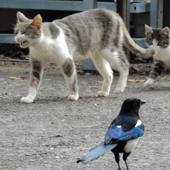 猫がカカカと鳴くのはなぜ？クラッキングの意味と注意点