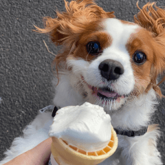 犬に人間用アイスはNG？危険な成分と食べたときの対処法