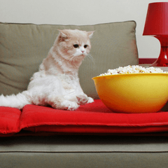 猫はとうもろこしを食べても平気？注意点と対処法