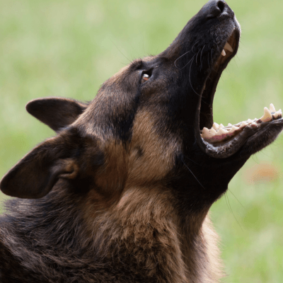 犬の鳴き声で苦情？ペット可賃貸の原因と対策を解説