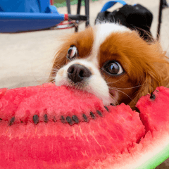 犬が喜ぶスイカの与え方と注意点｜安全な量も解説