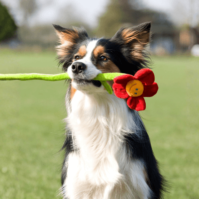 「莉」が入った犬の名前10選！意味・読み方と名付けのコツ