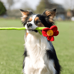 「莉」が入った犬の名前10選！意味・読み方と名付けのコツ