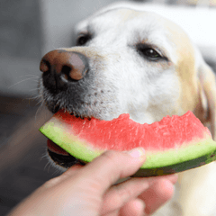 犬の夏おやつにスイカはあり？安全な与え方