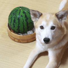 犬にスイカは大丈夫？安全な与え方と注意点
