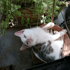 猫を初めて飼うなら？初心者向けの飼い方・準備とお迎えの心構え