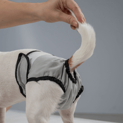 犬の肛門腺絞りとは？正しいやり方・頻度・注意点を解説