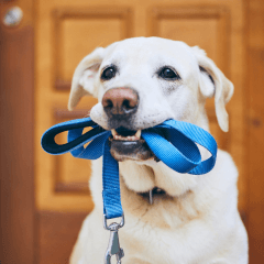 犬の散歩は毎日必要？理由と適切な時間の目安