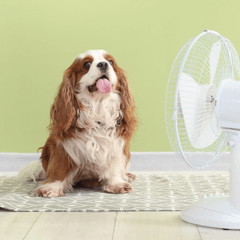 犬の暑さ対策｜熱中症を防ぎ夏を快適に過ごすコツ