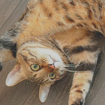 麦わら猫とは？名前の由来や毛色の特徴・サビ猫との違い