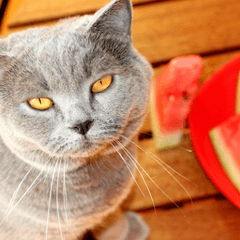 猫にスイカは大丈夫？安全な与え方と注意点
