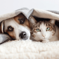 犬と猫の睡眠時間は違う？眠り方と快適な環境づくりを解説