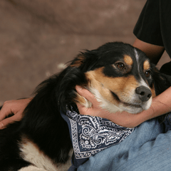 保護犬を迎える前に知りたい準備と接し方