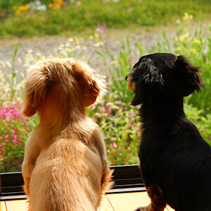 お留守番の環境づくりは？