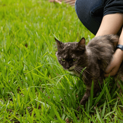 保護猫を迎える前に知りたい準備と注意点