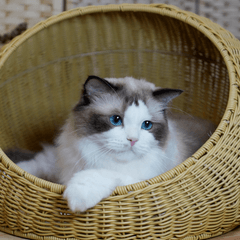 保護猫と仲良くなる接し方｜慣れるまでのコツ