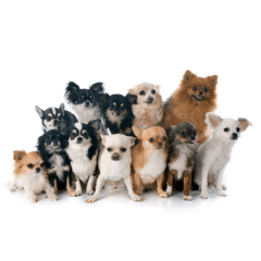 小型犬が震える理由とは？考えられる原因と注意点