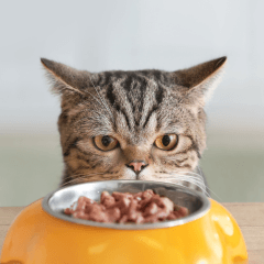 猫の健康を守るご飯の与え方｜量・回数・管理のコツ