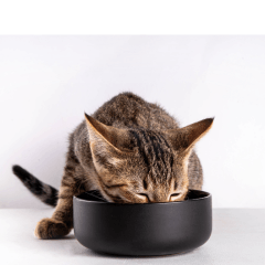 猫のご飯は置きっぱなしNG？正しい管理方法を解説
