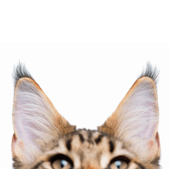 猫が耳を後ろに倒す意味｜不安やストレスのサインを解説