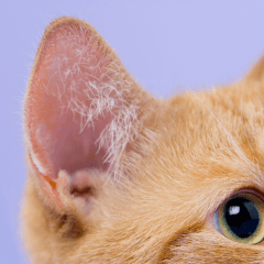 猫が耳を気にする理由｜かゆみや病気のサインを解説